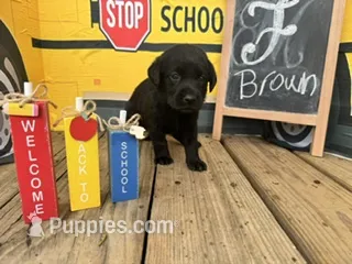 Brown Collar – Labrador Retriever puppy for sale in Maysville, GA