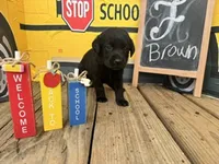 Brown Collar, a female Labrador Retriever for sale in Maysville, GA – 1 of 1