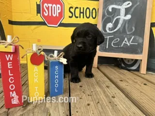 Teal Collar – Labrador Retriever puppy for sale in Maysville, GA