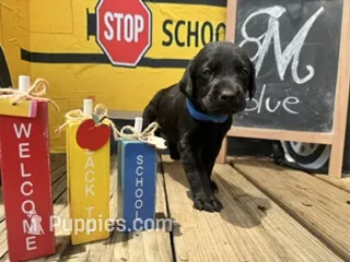 Blue Collar – Labrador Retriever puppy for sale in Maysville, GA