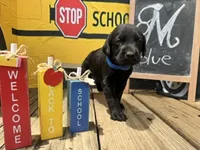Blue Collar, a male Labrador Retriever for sale in Maysville, GA – 1 of 1