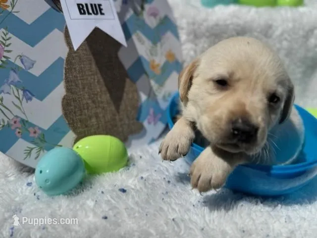 Blue Collar Aphrodite – Labrador Retriever puppy for sale in Maysville, GA