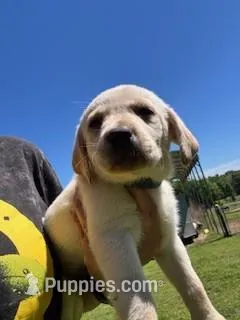 Blue Collar Aphrodite – Labrador Retriever puppy for sale in Maysville, GA