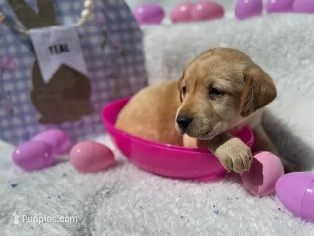 Teal Collar Aphrodite – Labrador Retriever puppy for sale in Maysville, GA