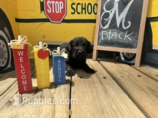 Black Collar – Labrador Retriever puppy for sale in Maysville, GA