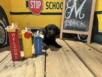 Black Collar, a male Labrador Retriever for sale in Maysville, GA – 1 of 1