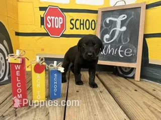 White Collar – Labrador Retriever puppy for sale in Maysville, GA