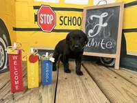 White Collar, a female Labrador Retriever for sale in Maysville, GA – 1 of 1