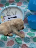 Brown Collar, a male Labrador Retriever for sale in Maysville, GA – Photo 2 of 2