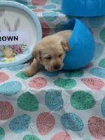 Brown Collar, a male Labrador Retriever for sale in Maysville, GA – Photo 1 of 2
