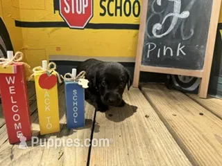 Pink Collar – Labrador Retriever puppy for sale in Maysville, GA