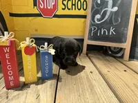 Pink Collar, a female Labrador Retriever for sale in Maysville, GA – 1 of 1