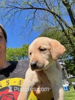 White Collar Aphrodite – Labrador Retriever puppy for sale in Maysville, GA