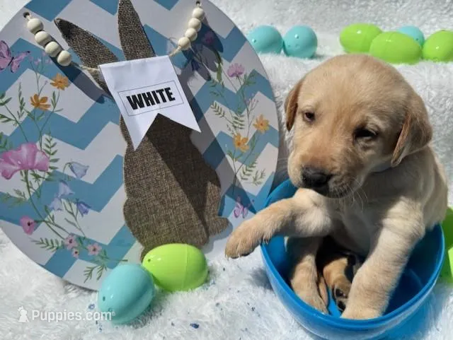 White Collar Aphrodite – Labrador Retriever puppy for sale in Maysville, GA