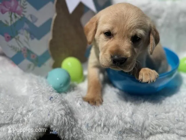 Blue Collar Athena – Labrador Retriever puppy for sale in Maysville, GA