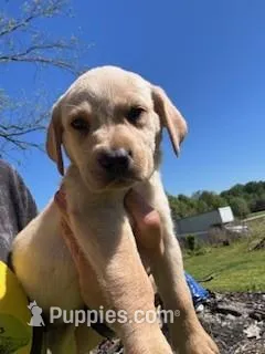 Grey Collar Athena – Labrador Retriever puppy for sale in Maysville, GA