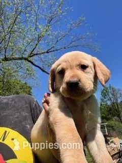 Yellow Collar Aphrodite – Labrador Retriever puppy for sale in Maysville, GA