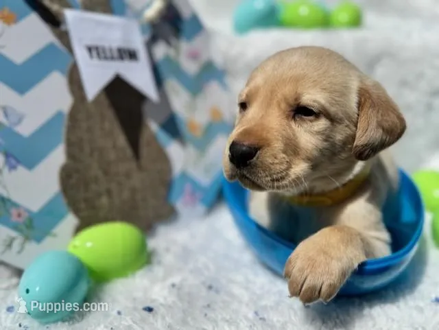 Yellow Collar Aphrodite – Labrador Retriever puppy for sale in Maysville, GA