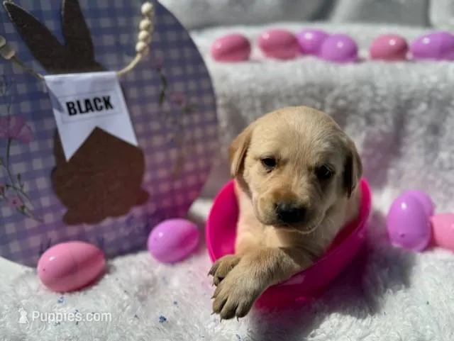 Black Collar Athena – Labrador Retriever puppy for sale in Maysville, GA