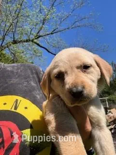 Black Collar Athena – Labrador Retriever puppy for sale in Maysville, GA