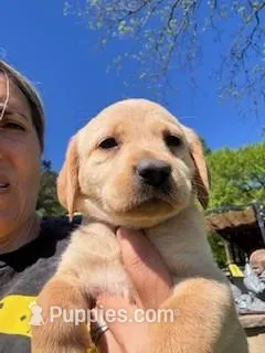 Pink Collar Athena – Labrador Retriever puppy for sale in Maysville, GA