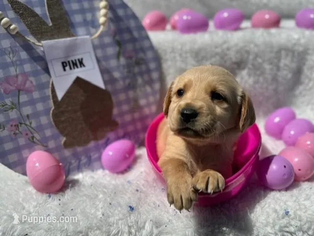 Pink Collar Athena – Labrador Retriever puppy for sale in Maysville, GA