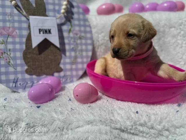 Pink Collar Aphrodite – Labrador Retriever puppy for sale in Maysville, GA