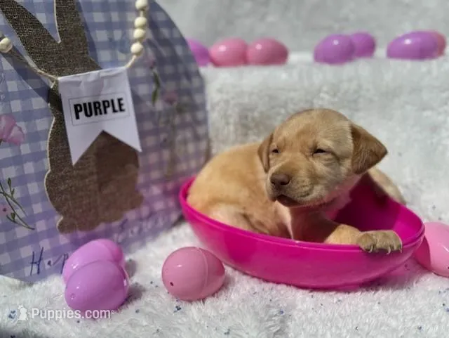 Purple Collar Aphrodite – Labrador Retriever puppy for sale in Maysville, GA