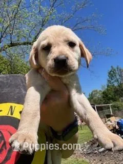 Grey Collar Aphrodite – Labrador Retriever puppy for sale in Maysville, GA