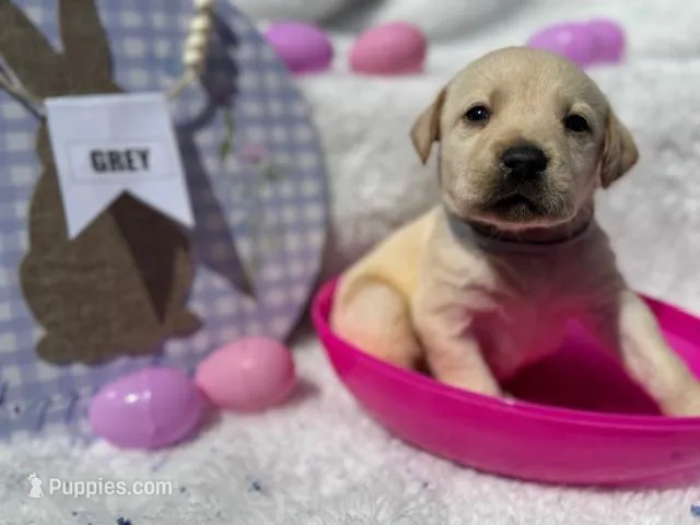 Grey Collar Aphrodite – Labrador Retriever puppy for sale in Maysville, GA