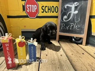 Purple Collar – Labrador Retriever puppy for sale in Maysville, GA
