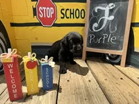 Purple Collar, a female Labrador Retriever for sale in Maysville, GA – 1 of 1