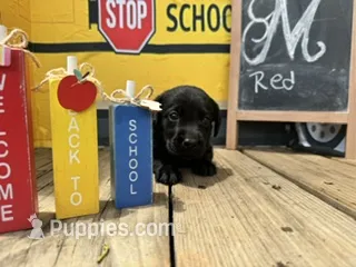 Red Collar – Labrador Retriever puppy for sale in Maysville, GA