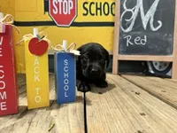 Red Collar, a male Labrador Retriever for sale in Maysville, GA – 1 of 1