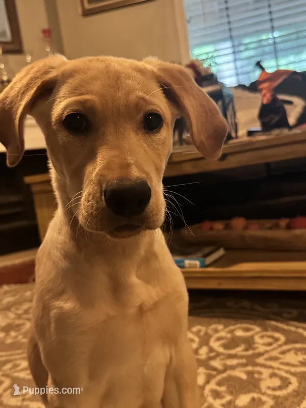 Red Collar Aphrodite, a male Labrador Retriever for sale in Maysville, GA – 1 of 1