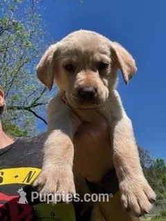 Green Collar Aphrodite – Labrador Retriever puppy for sale in Maysville, GA