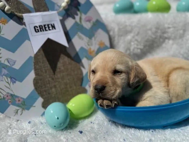 Green Collar Aphrodite – Labrador Retriever puppy for sale in Maysville, GA