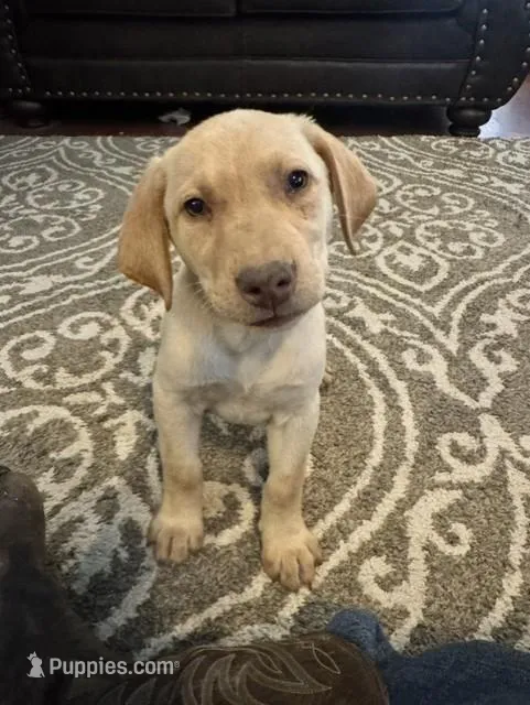 Purple Collar Aphrodite – Labrador Retriever puppy for sale in Maysville, GA