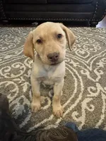 Purple Collar Aphrodite, a female Labrador Retriever for sale in Maysville, GA – 1 of 3