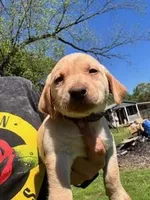 Purple Collar Aphrodite, a female Labrador Retriever for sale in Maysville, GA – 2 of 3