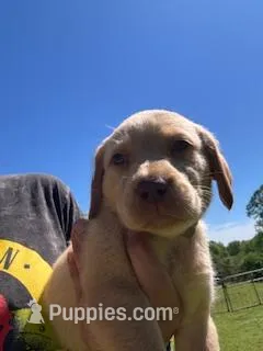 Yellow Collar Athena – Labrador Retriever puppy for sale in Maysville, GA