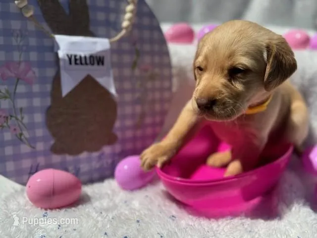 Yellow Collar Athena – Labrador Retriever puppy for sale in Maysville, GA