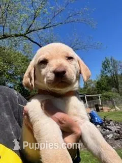 Orange Collar Aphrodite – Labrador Retriever puppy for sale in Maysville, GA