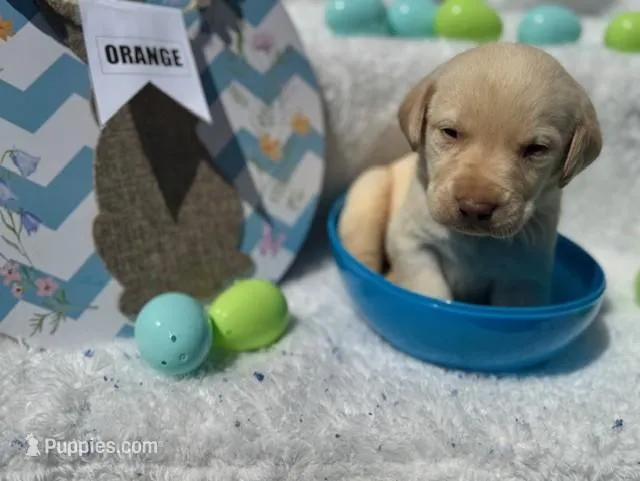 Orange Collar Aphrodite – Labrador Retriever puppy for sale in Maysville, GA