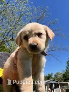 Purple Collar Athena – Labrador Retriever puppy for sale in Maysville, GA