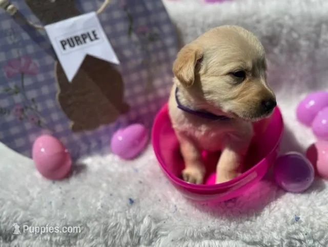 Purple Collar Athena – Labrador Retriever puppy for sale in Maysville, GA