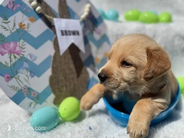 Brown Collar Athena – Labrador Retriever puppy for sale in Maysville, GA