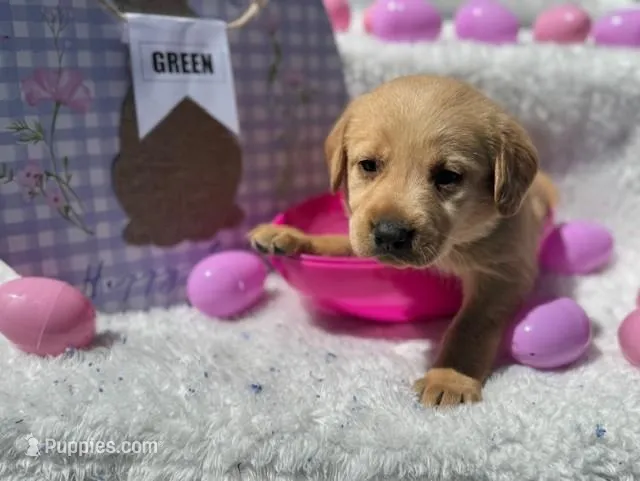 Green Collar Athena – Labrador Retriever puppy for sale in Maysville, GA