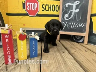 Yellow Collar – Labrador Retriever puppy for sale in Maysville, GA