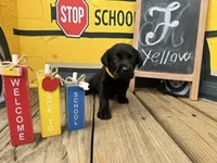 Yellow Collar, a female Labrador Retriever for sale in Maysville, GA – 1 of 1